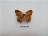 藏品(寶島波眼蝶)的圖片